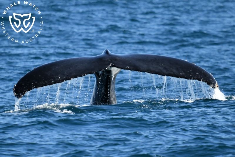 Whale Watch Western Australia