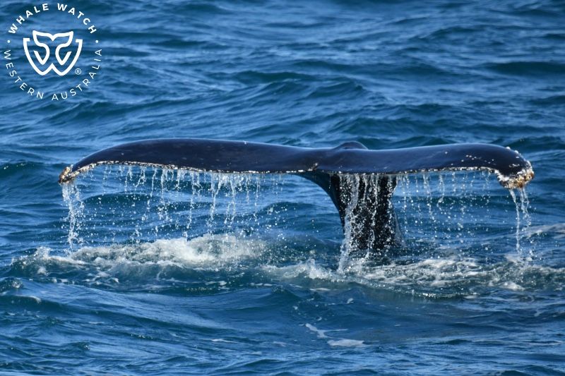Whale Watch Western Australia