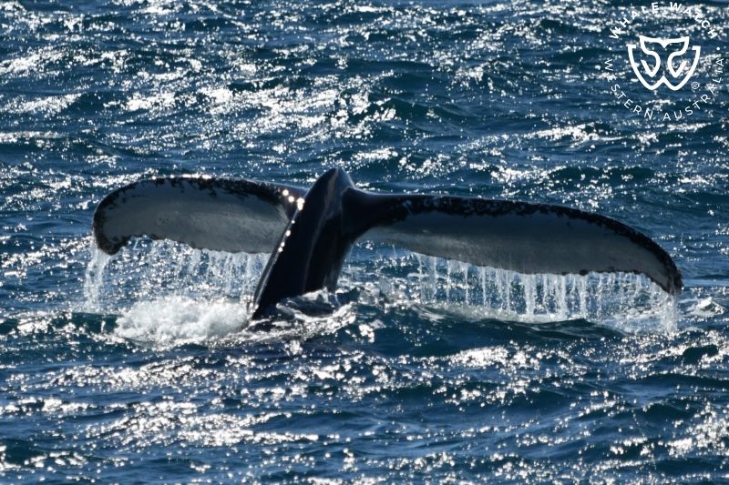 Whale Watch Western Australia