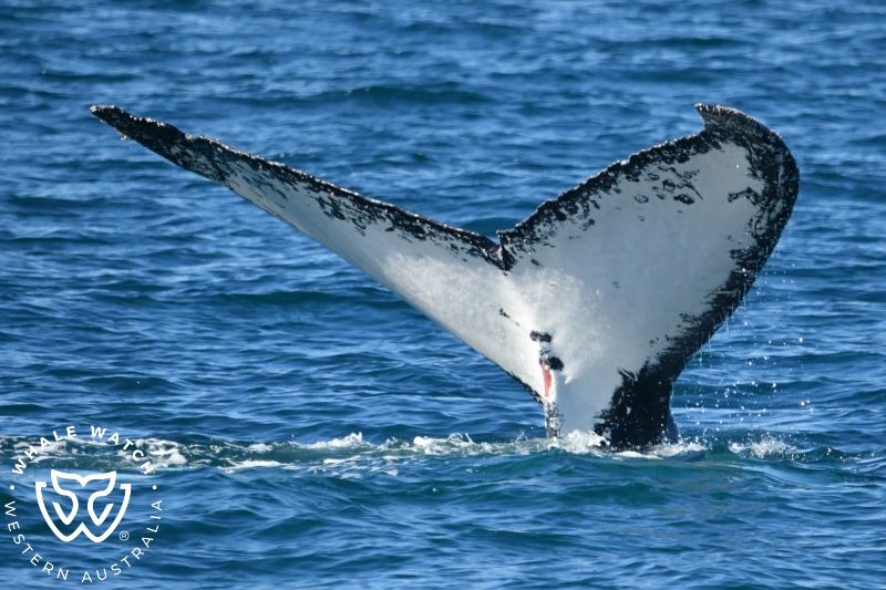 Whale Watch Western Australia