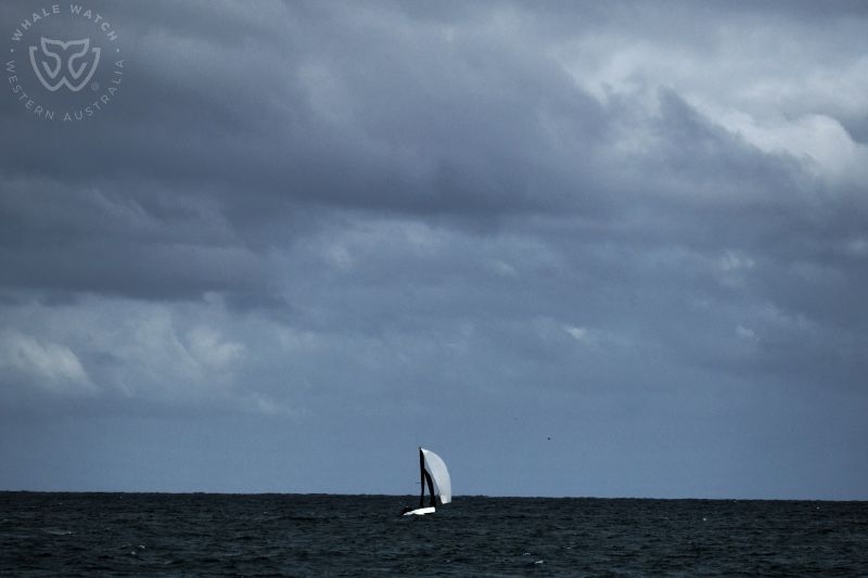 Whale Watch Western Australia