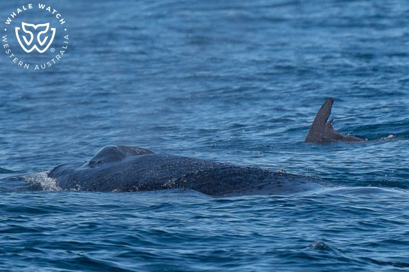 Whale Watch Western Australia