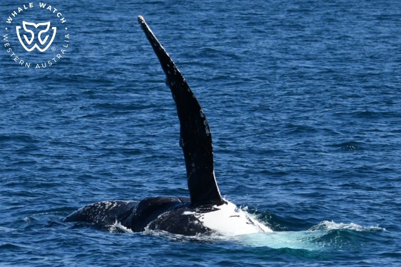 Whale Watch Western Australia