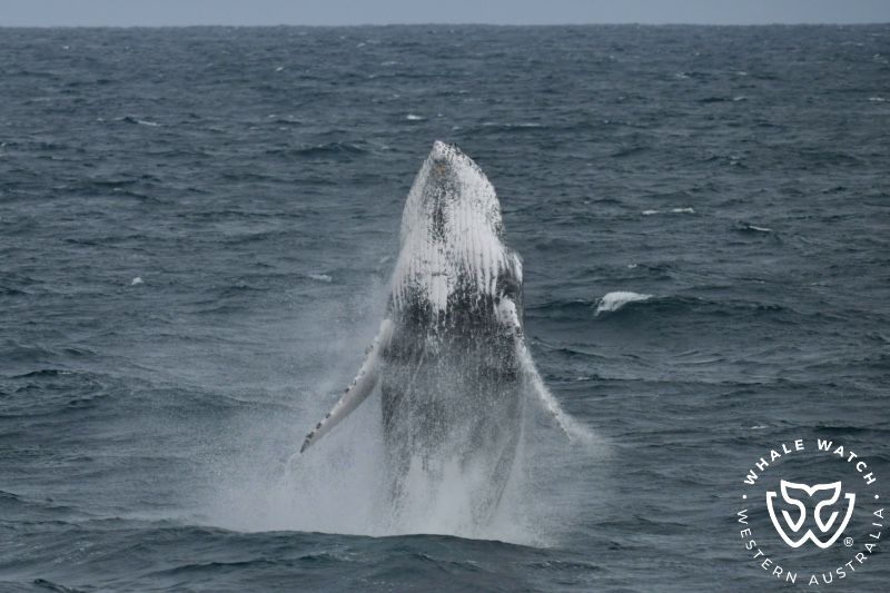 Whale Watch Western Australia