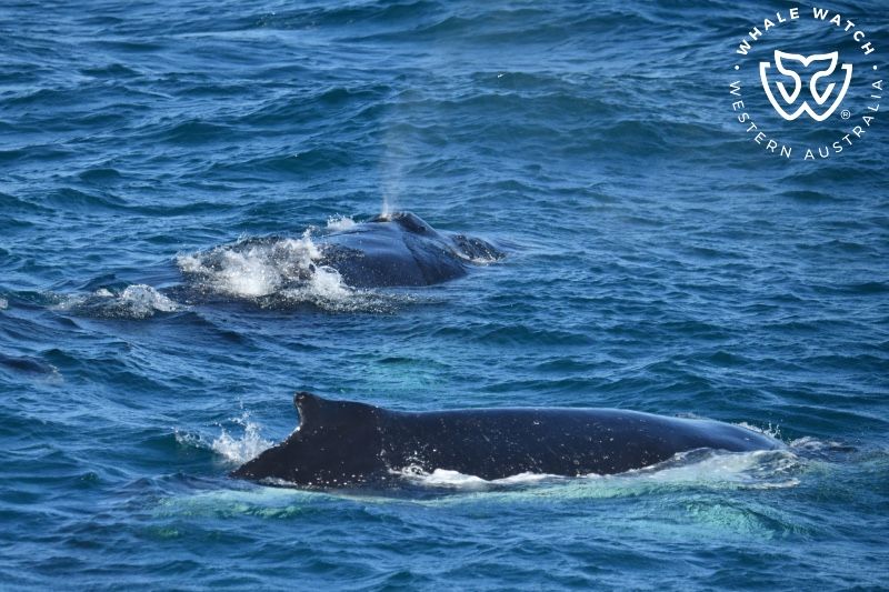 Whale Watch Western Australia