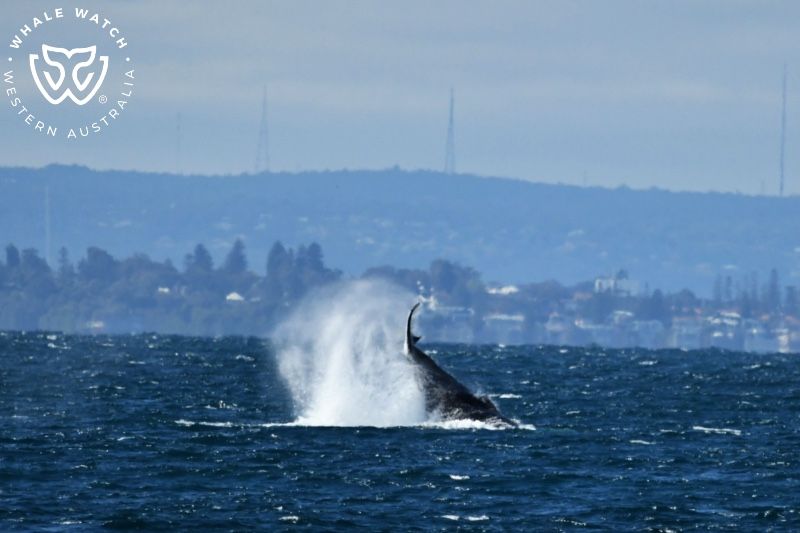 Whale Watch Western Australia