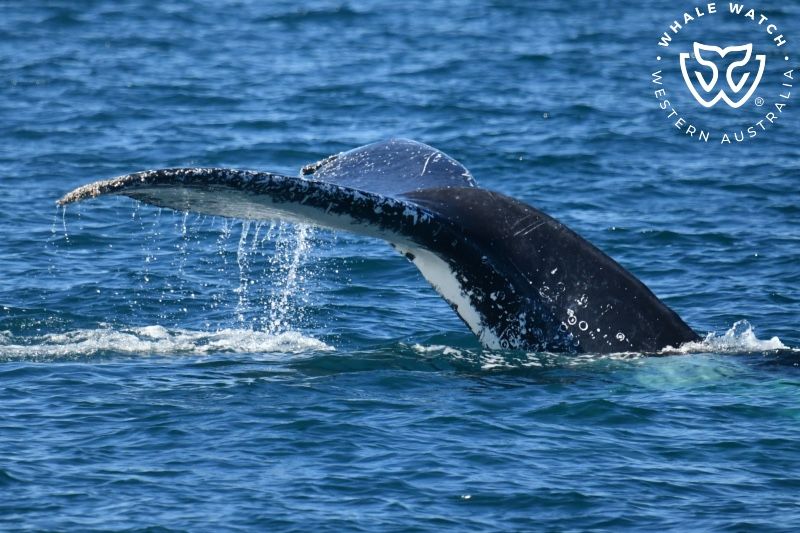 Whale Watch Western Australia