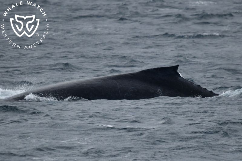 Whale Watch Western Australia