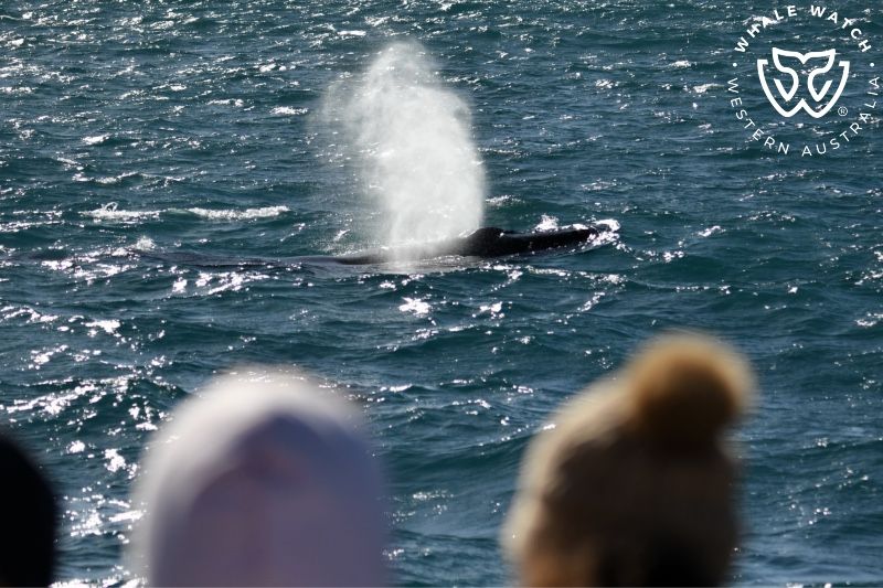Whale Watch Western Australia