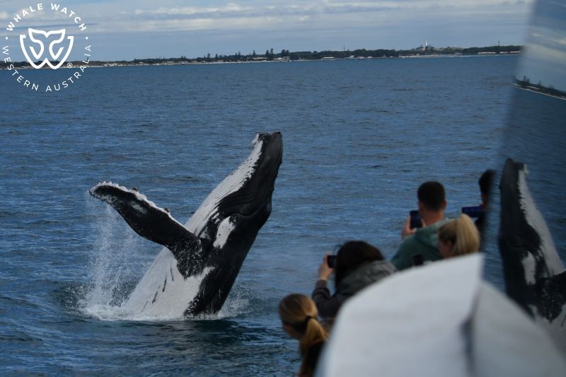 Whale Watch Western Australia