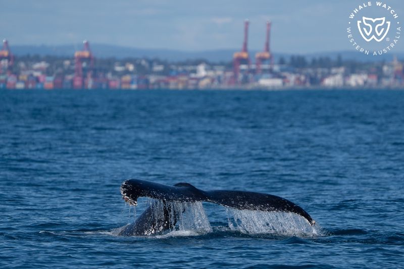Whale Watch Western Australia