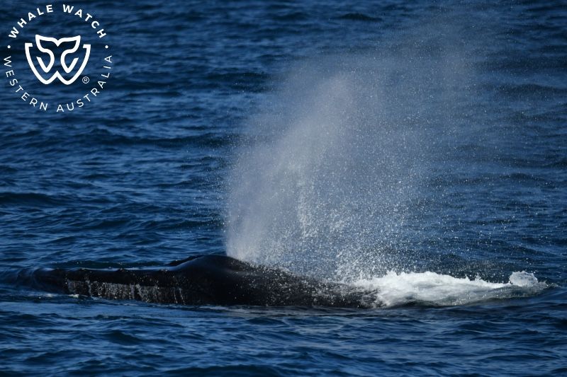 Whale Watch Western Australia