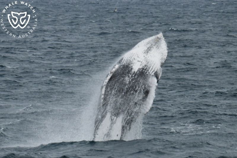 Whale Watch Western Australia