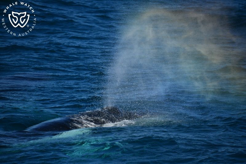 Whale Watch Western Australia