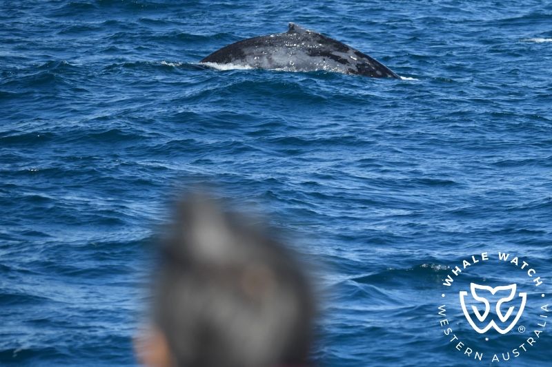Whale Watch Western Australia