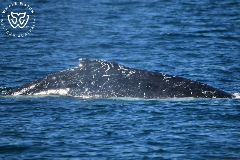 Whale Watch Western Australia