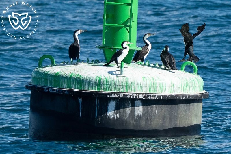 Whale Watch Western Australia