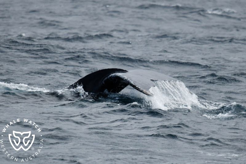 Whale Watch Western Australia