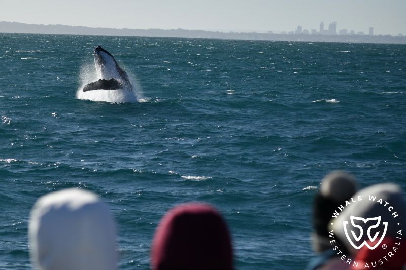 Whale Watch Western Australia