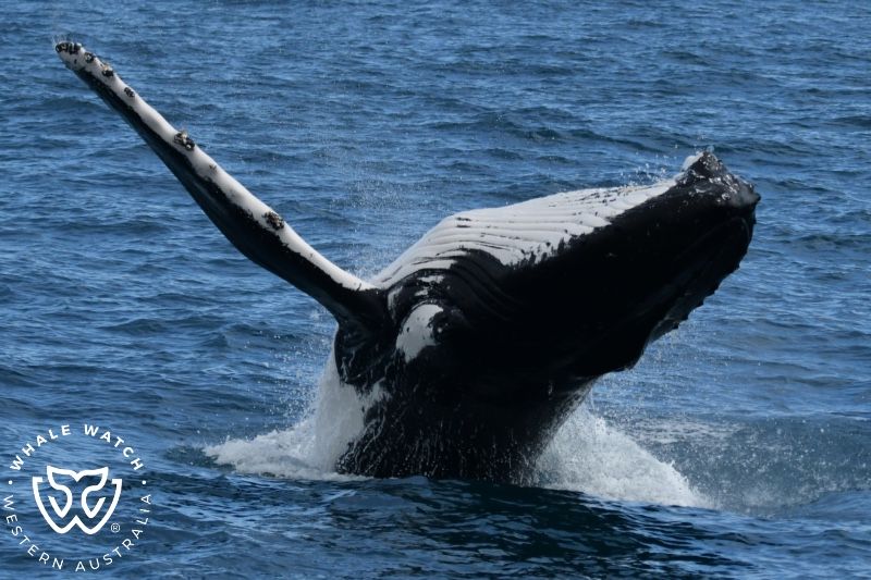 Whale Watch Western Australia