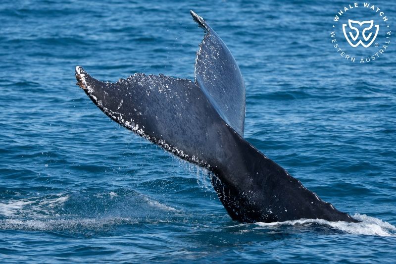 Whale Watch Western Australia