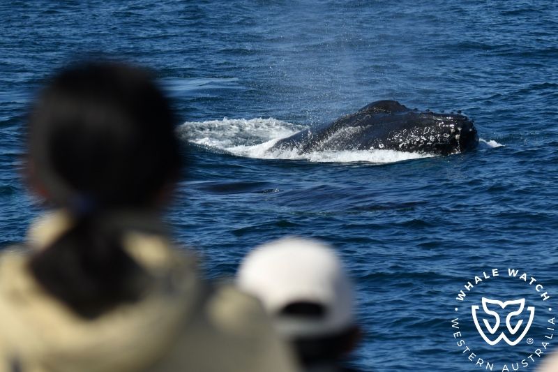 Whale Watch Western Australia