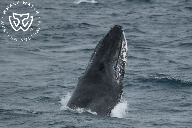 Whale Watch Western Australia