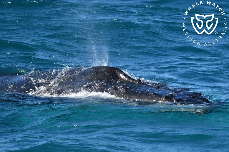 Whale Watch Western Australia