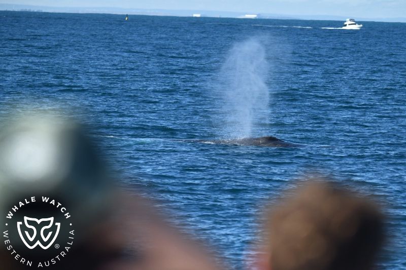 Whale Watch Western Australia