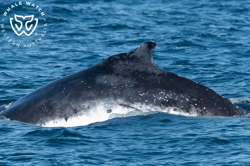 Whale Watch Western Australia