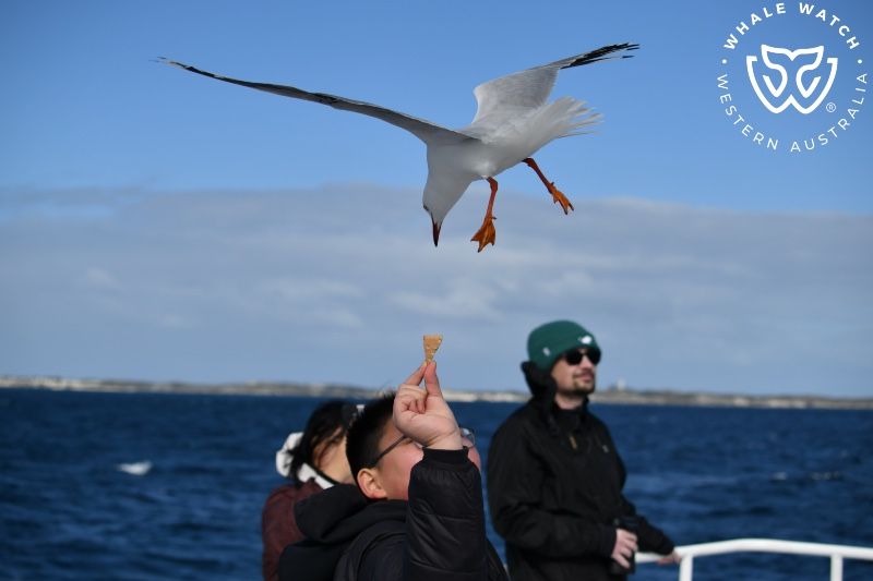 Whale Watch Western Australia