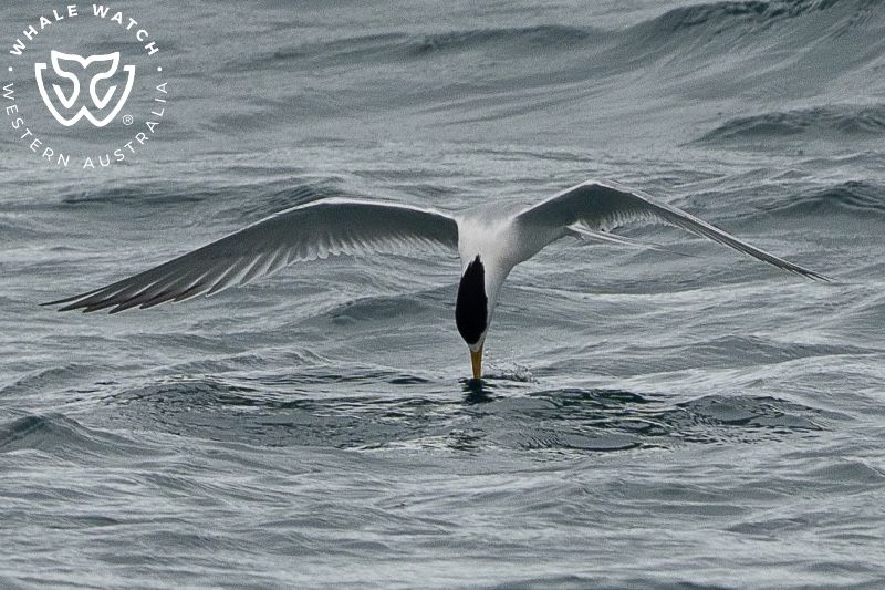 Whale Watch Western Australia