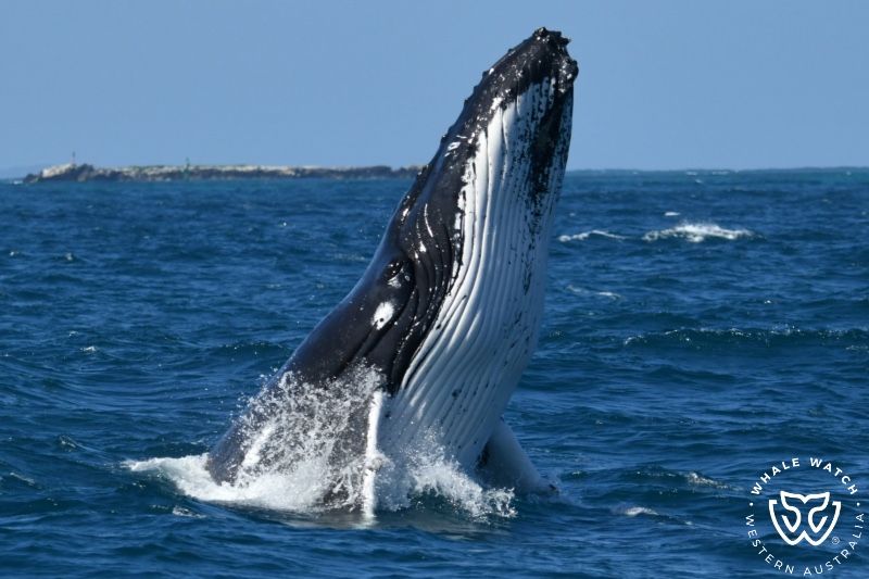 Whale Watch Western Australia