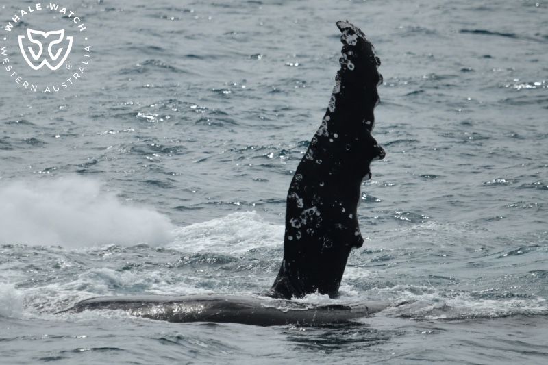 Whale Watch Western Australia