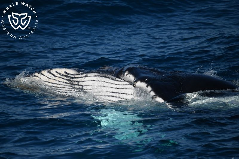 Whale Watch Western Australia