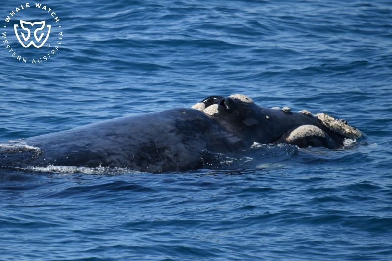 Whale Watch Western Australia