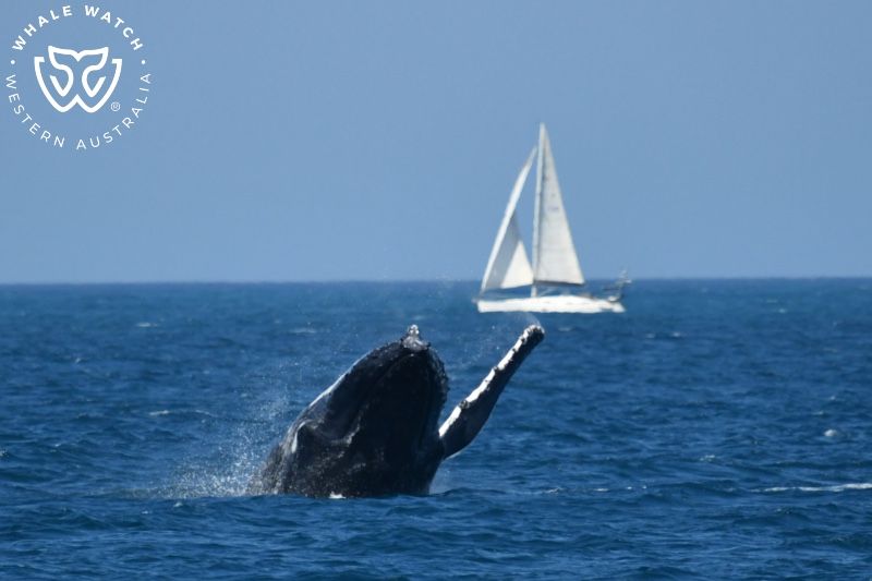 Whale Watch Western Australia