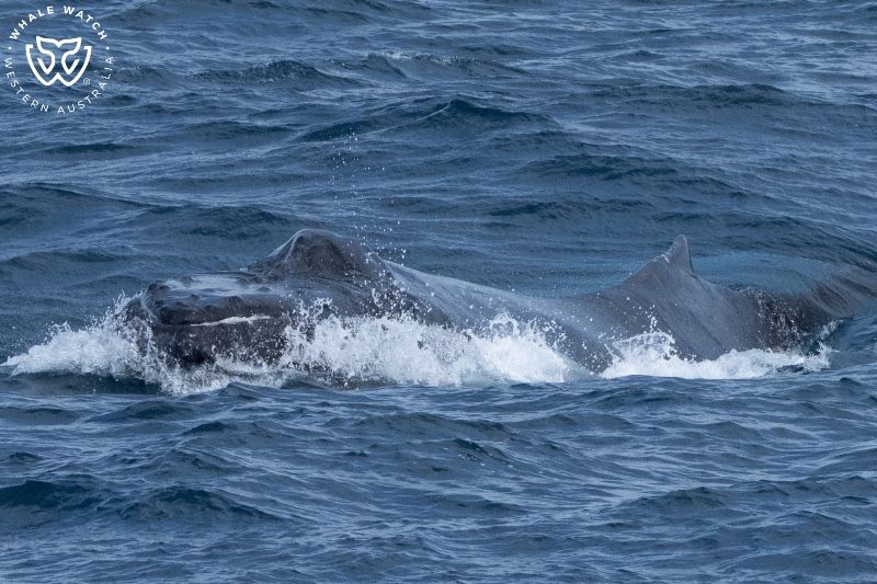 Whale Watch Western Australia