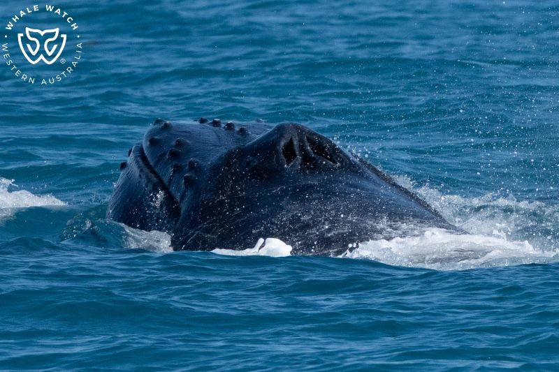 Whale Watch Western Australia