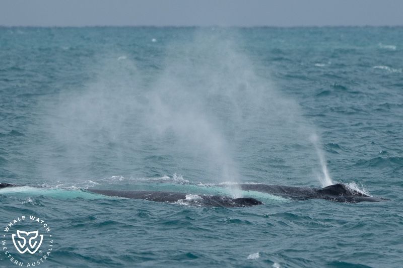 Whale Watch Western Australia