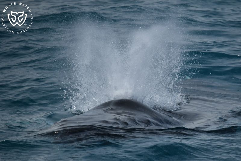 Whale Watch Western Australia