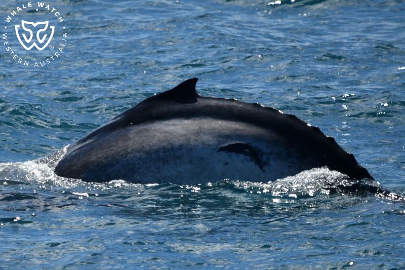 Whale Watch Western Australia