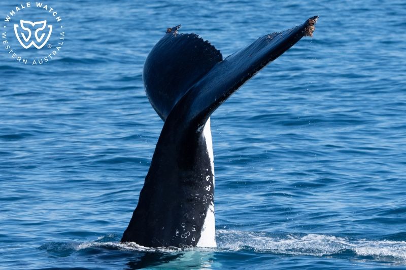 Whale Watch Western Australia