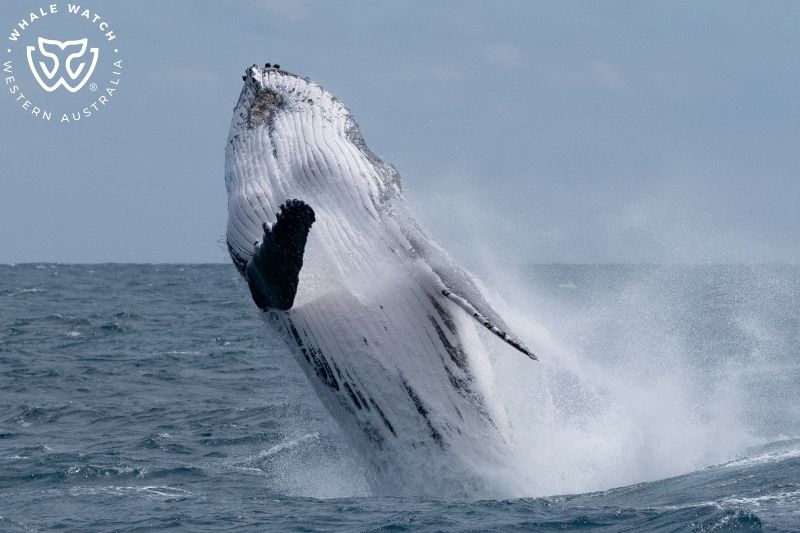 Whale Watch Western Australia