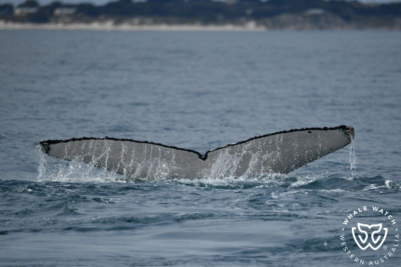 Whale Watch Western Australia