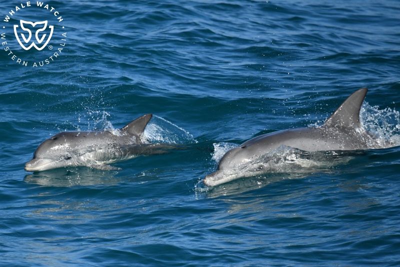 Whale Watch Western Australia