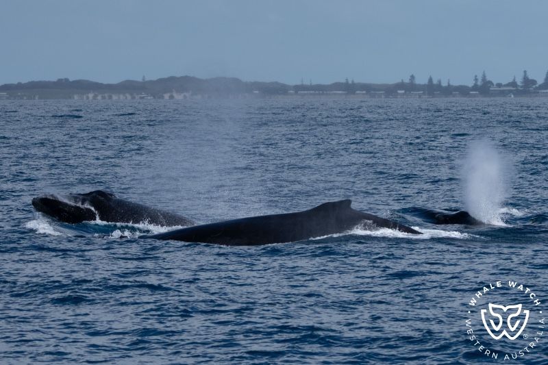 Whale Watch Western Australia