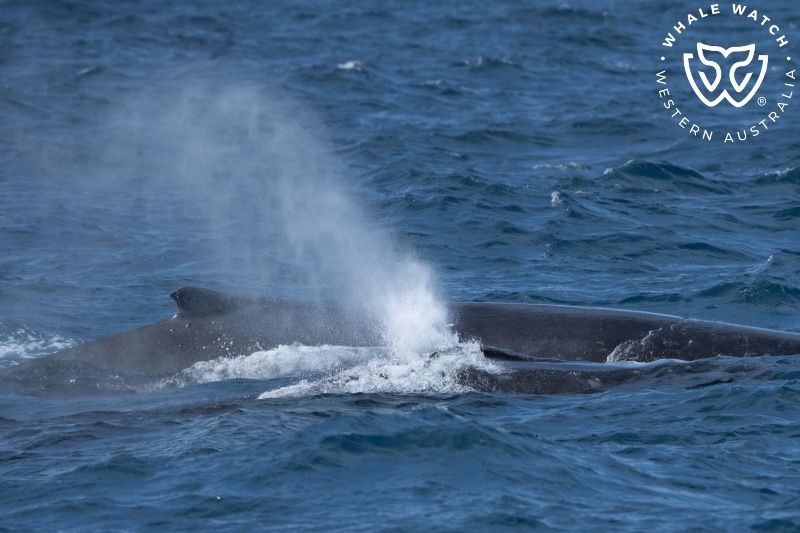 Whale Watch Western Australia