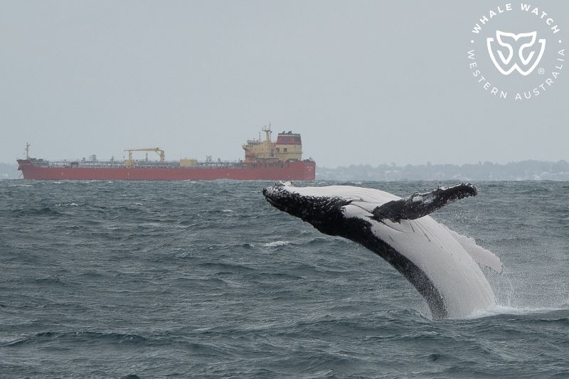 Whale Watch Western Australia