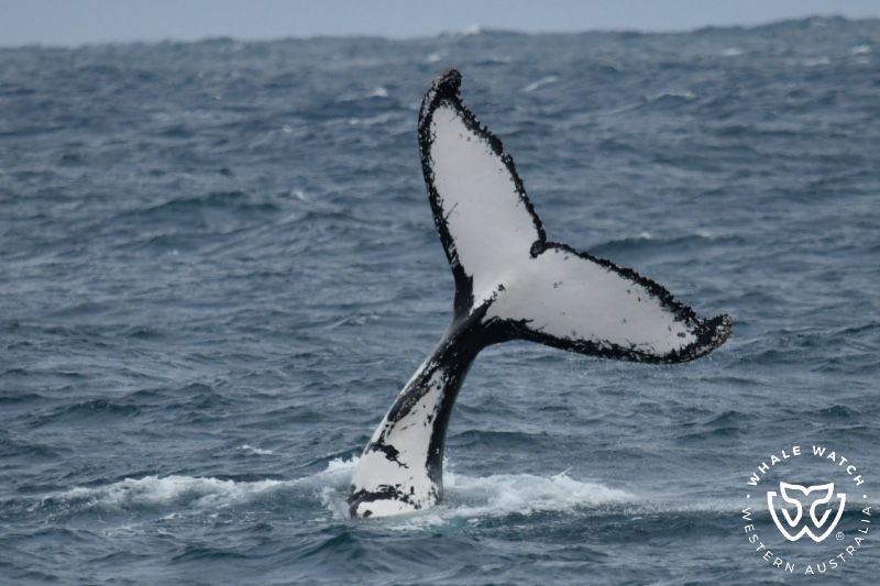 Whale Watch Western Australia